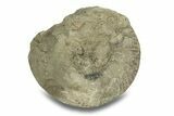 Jurassic Ammonite (Kepplerites) Fossil - Gloucestershire, England #279561-1